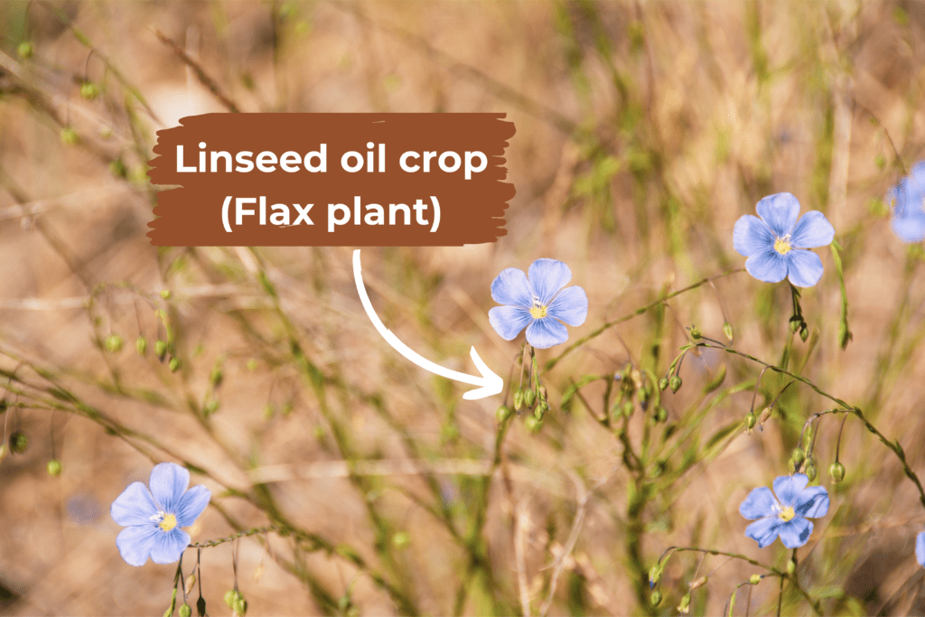 Linseed-Flax-Plant | Sashco
