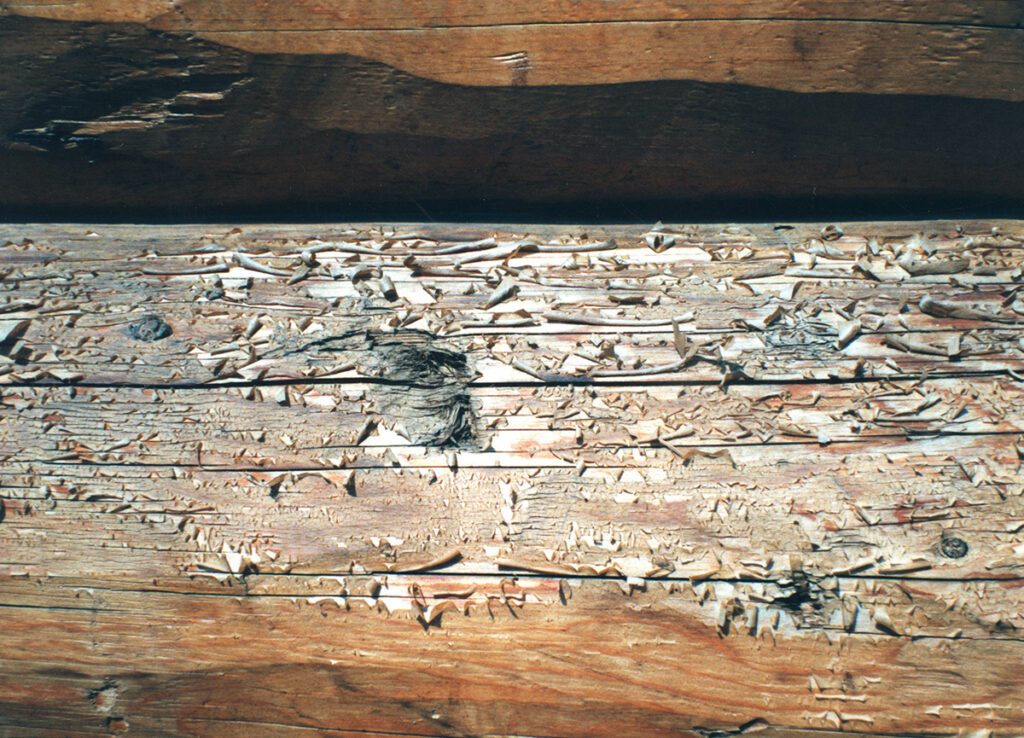 Restoration04_PeelingStain | Sashco
